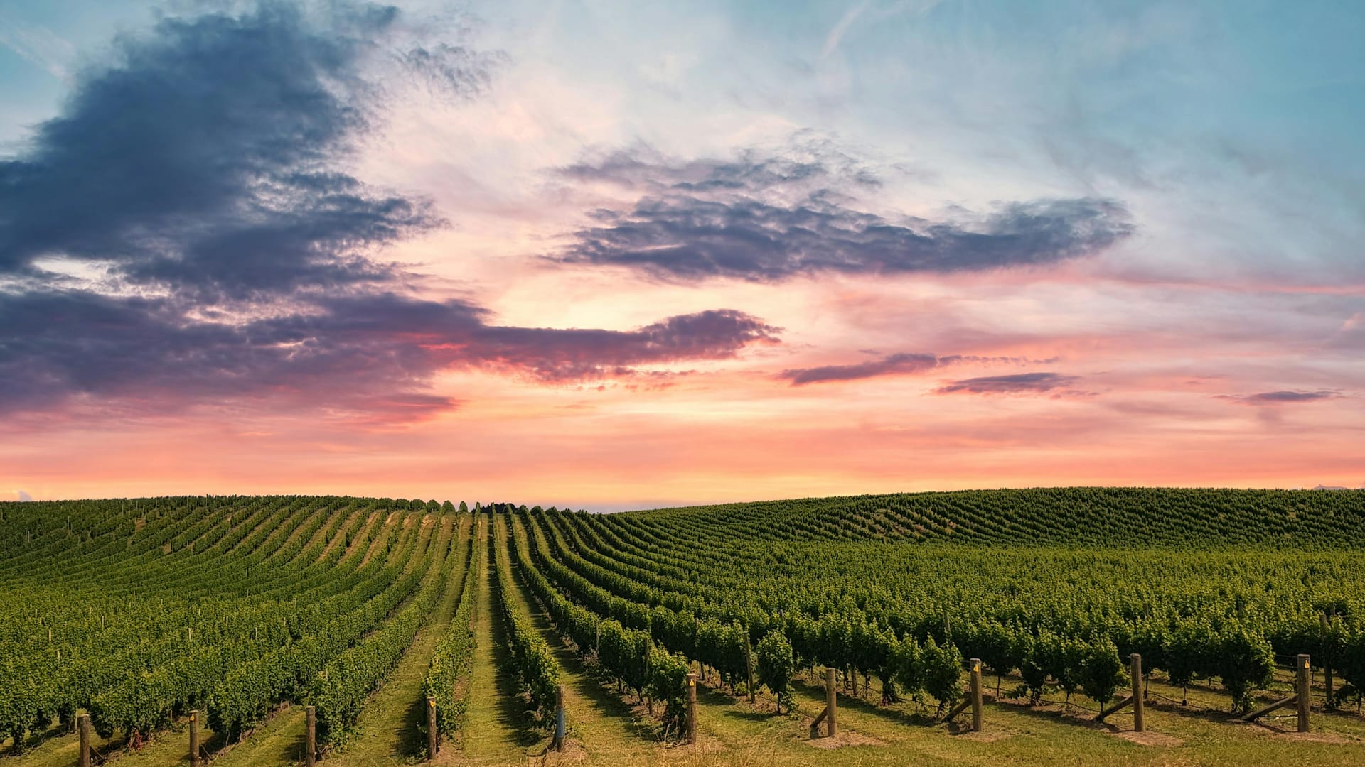 Your Complete Travel Guide to Winery Sacramento Destinations