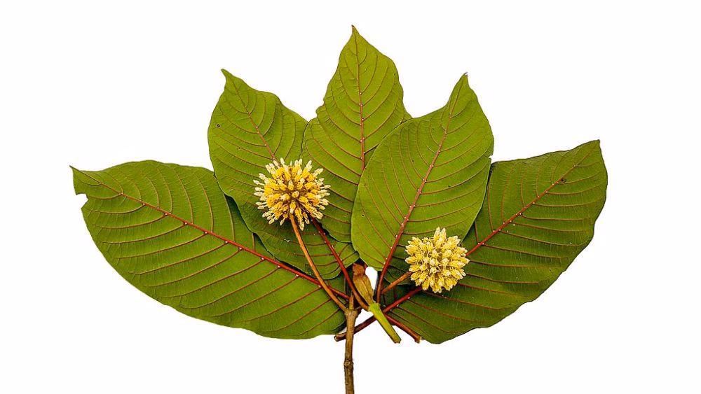 Why People Choose Organic Kratom Drinks Thailand