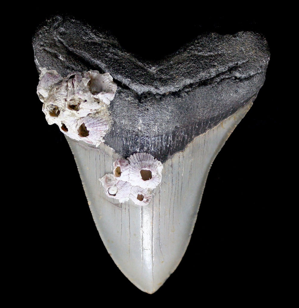 MEGALODON TOOTH BUYING GUIDE: WHAT EVERY COLLECTOR SHOULD KNOW