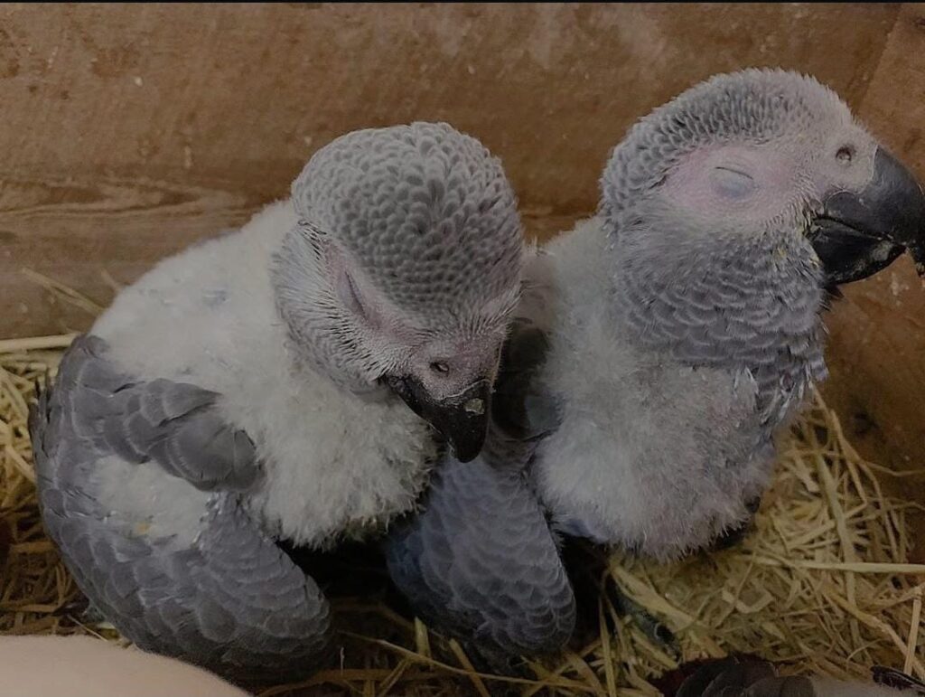 Parrots for Sale – Customer Trusted Amazing Birds Farm