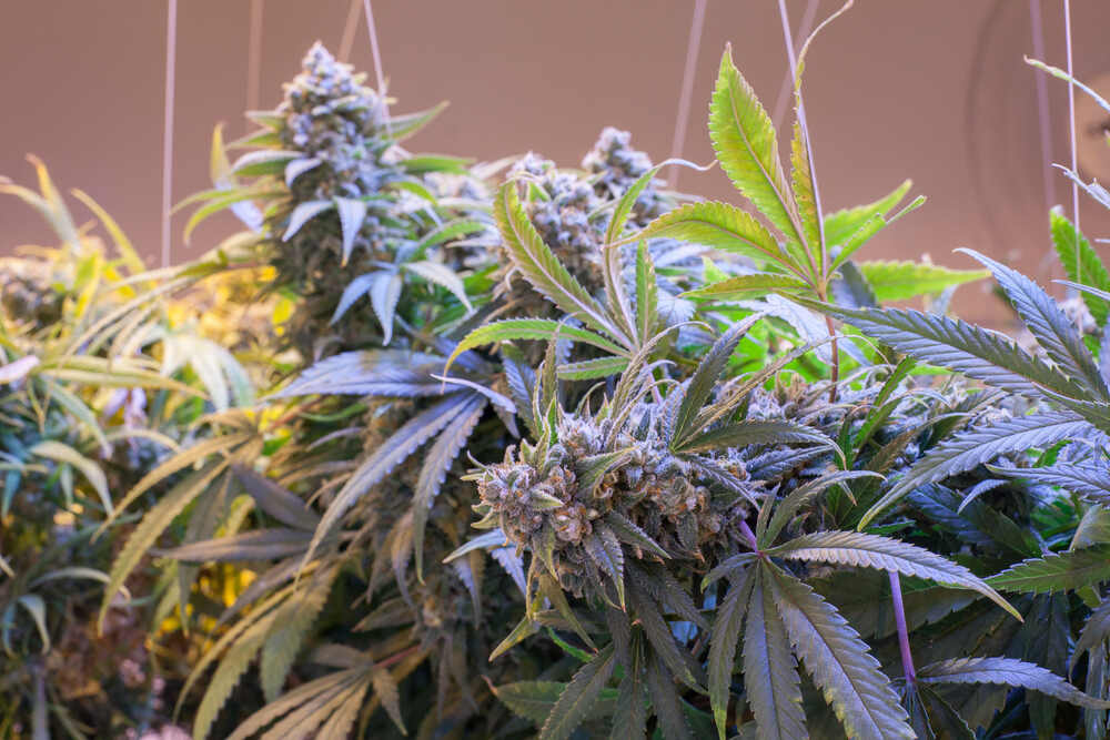 Pure Michigan Strain Premium Bud at Bud Cargo – Fresh BC Flower Delivered