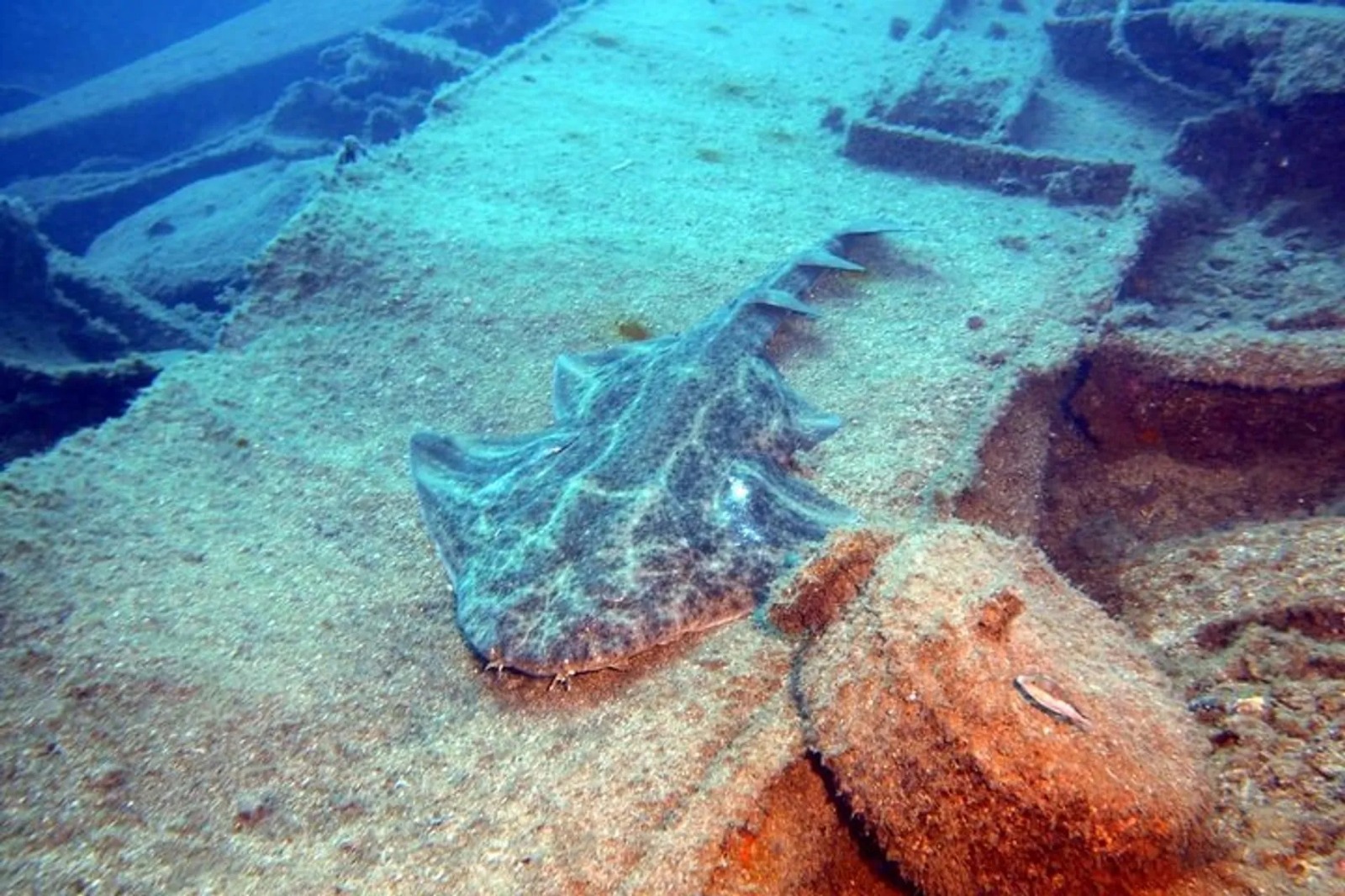 Beginner to Advanced Scuba Diving Northern Ireland Options