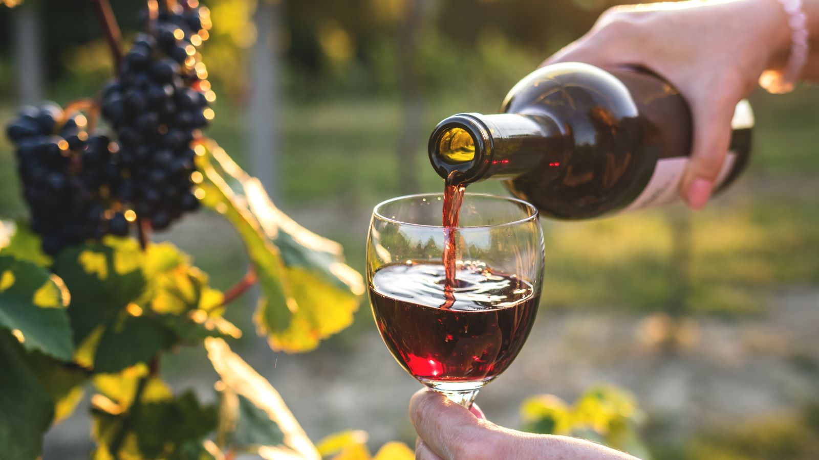 Top Clarksburg Wineries Offering Unique Wine Tasting Experiences