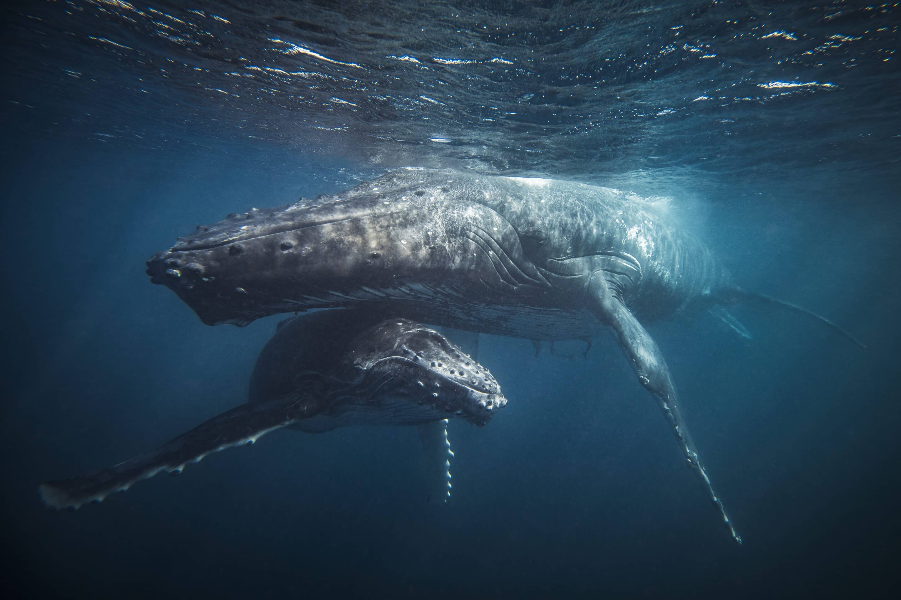 Law and the Living Sea: A-LAW and marianthi baklava Create Legal Pathways