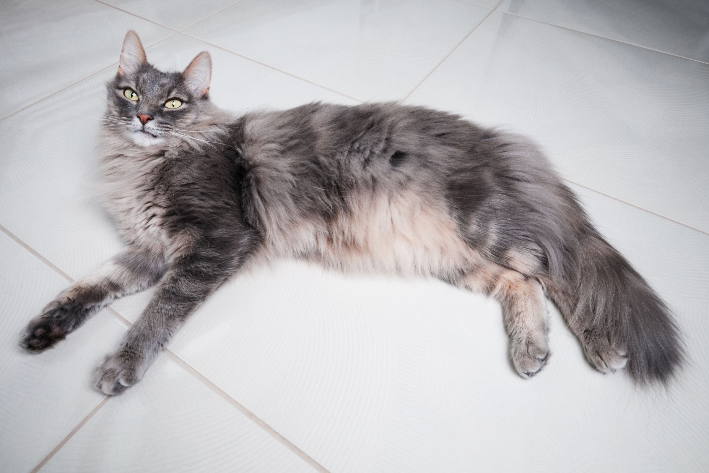 Northern California Maine Coon Kittens – Healthy &amp; Socialized