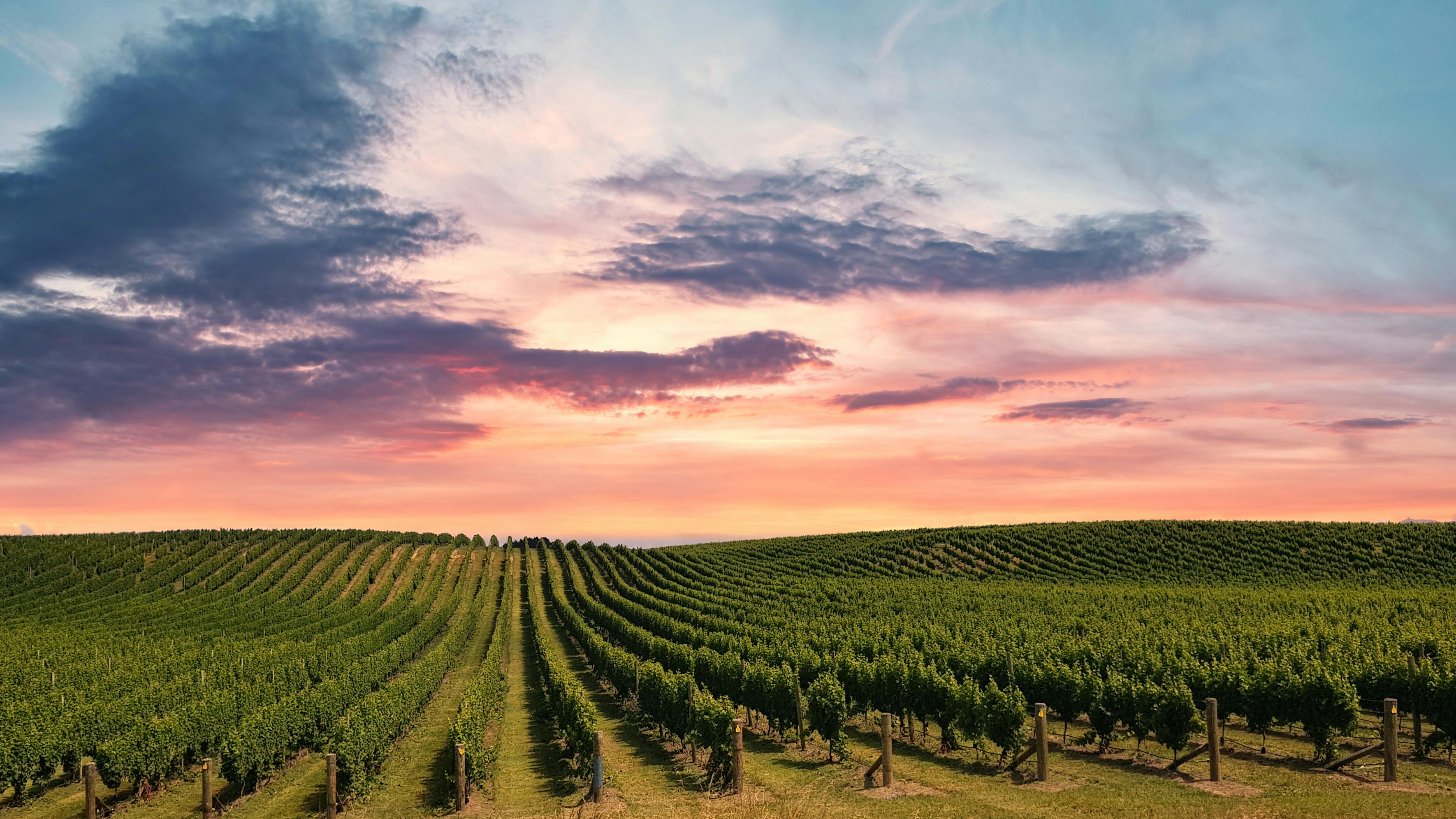 Your Complete Travel Guide to Winery Sacramento Destinations