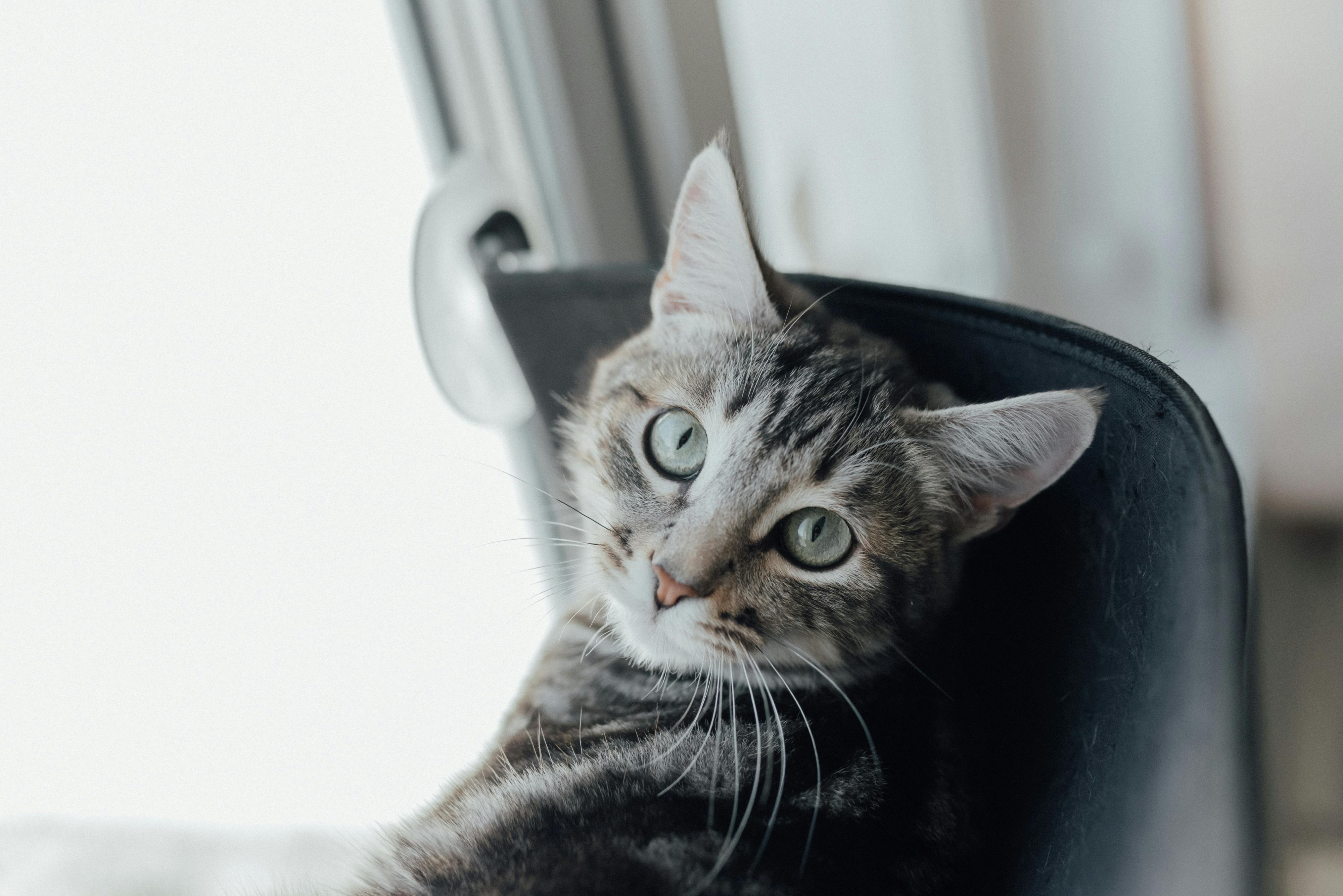 Maine Coon Kittens for Sale California – Reserve Your Kitten Today