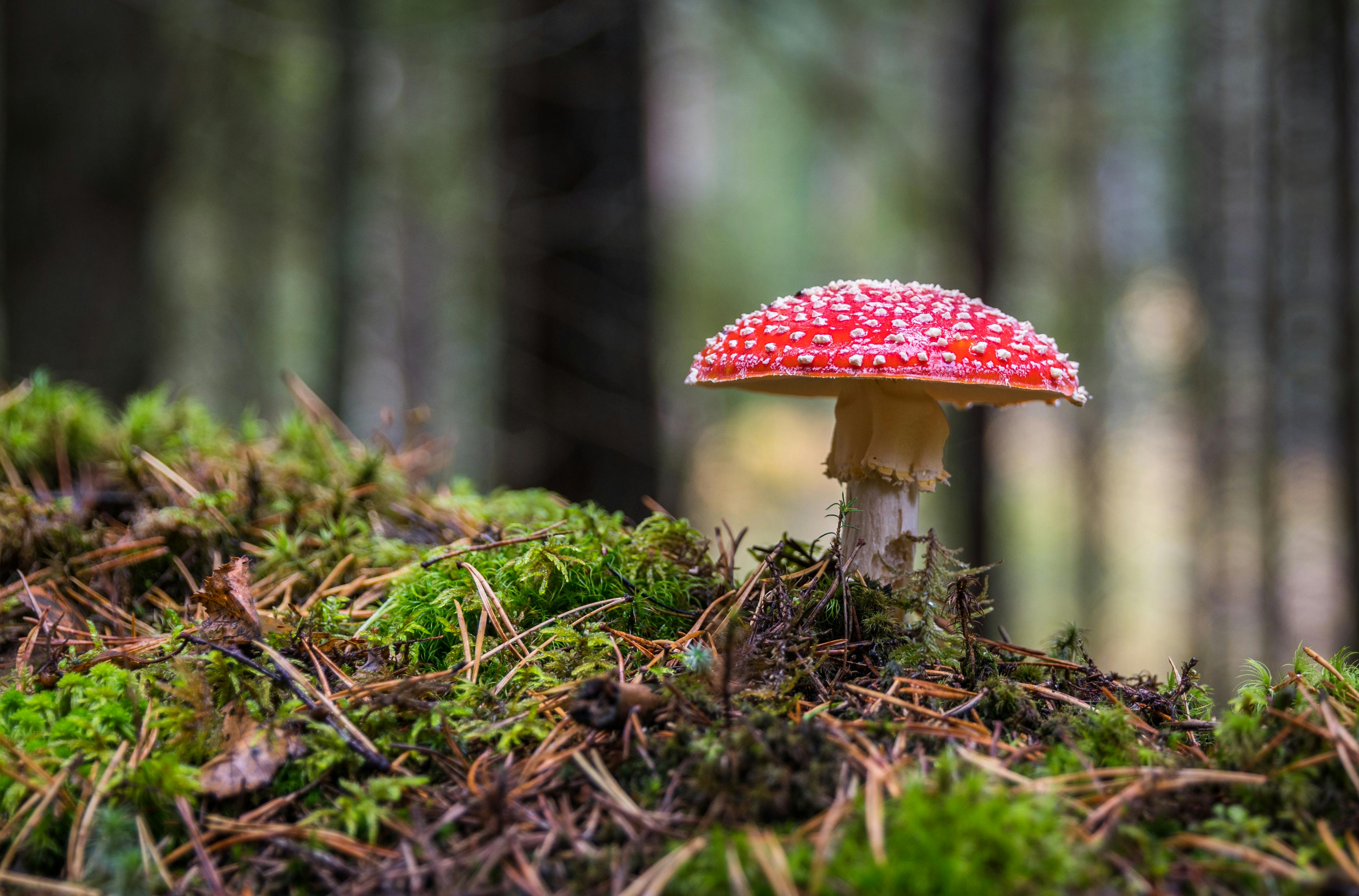MUSHROOMS AND MODERN FOOD INNOVATION