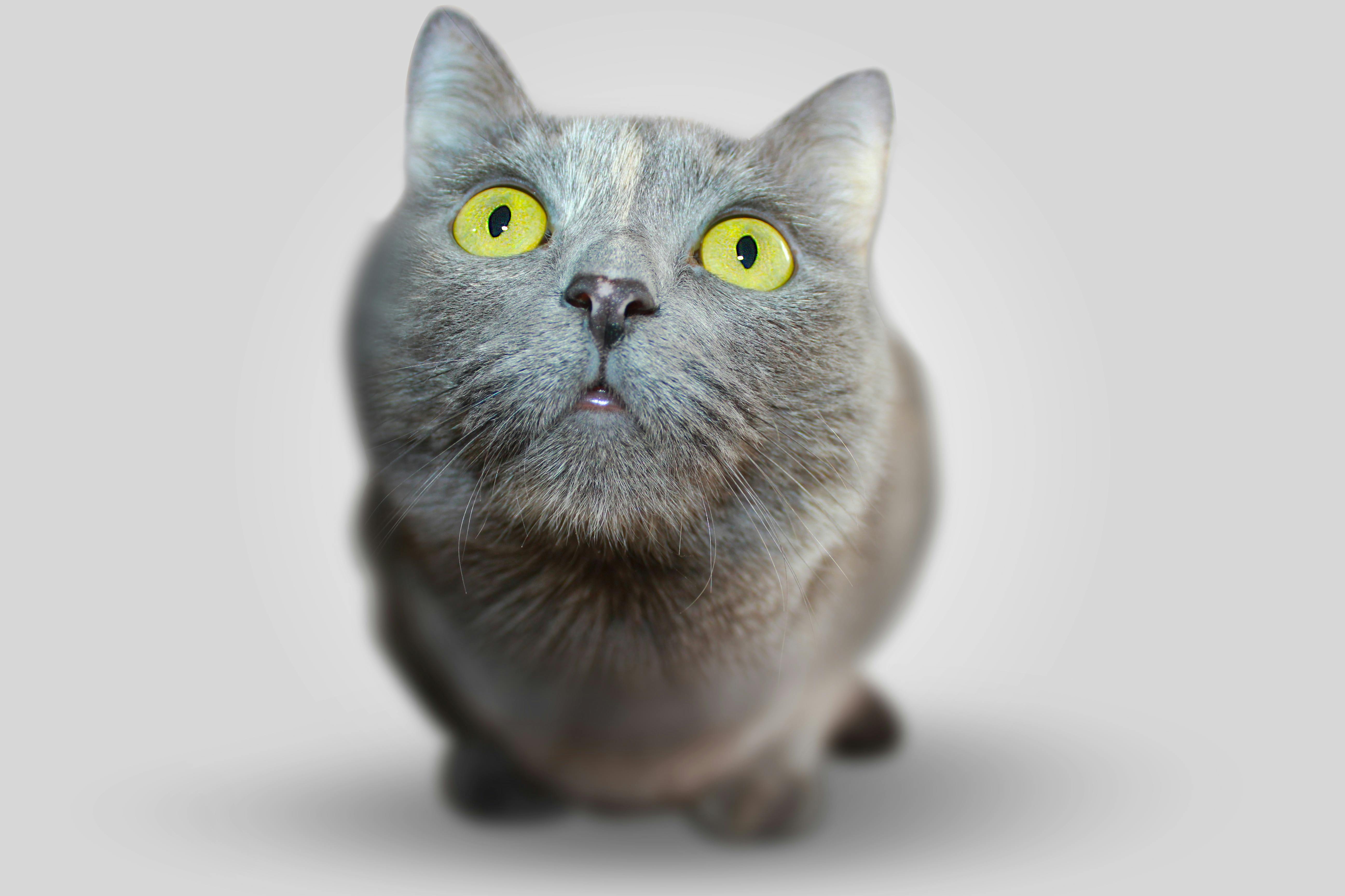 Healthy Maine Coon Kittens for Sale California with Health Guarantees