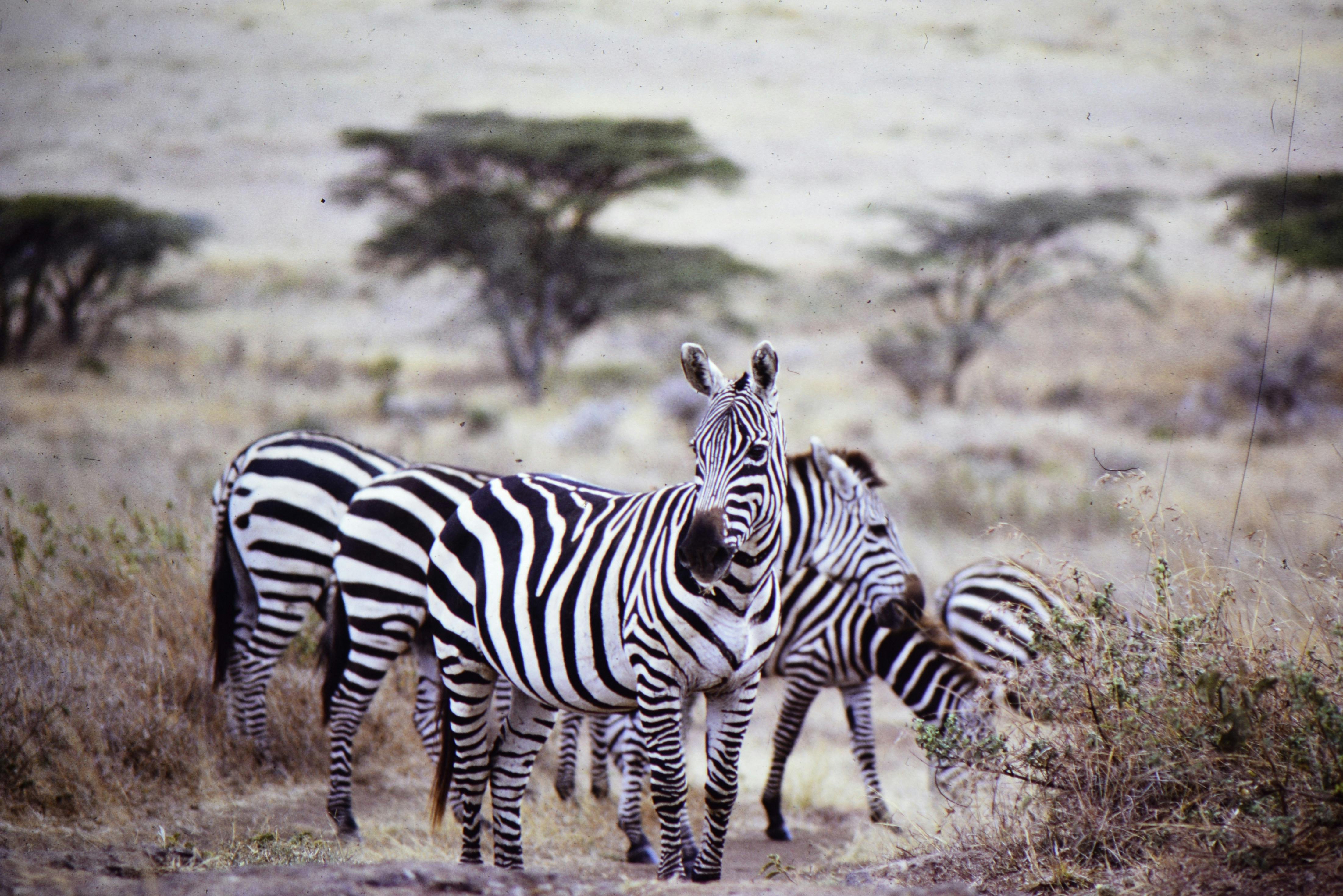 Top Luxury Lodges on a Tanzania Safari Adventure