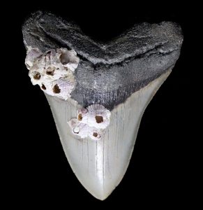 Megalodon-Tooth-with-Barnacles-Specimen-F_1024x1024