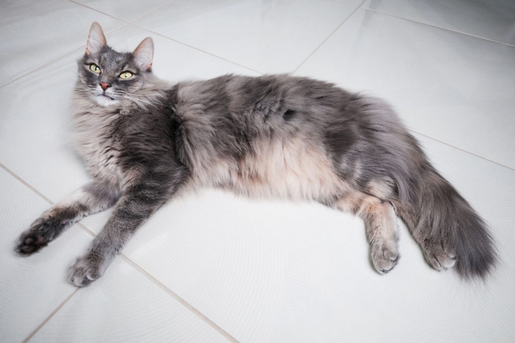large-maine-coon-cat